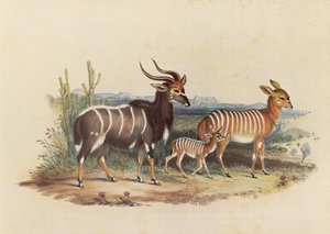 Nyala od George French Angas