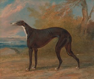 Jeden z vítězných chrtů George Lane Foxe: Black and White Greyhound Fena, Juno, nazývaná také Elizabeth