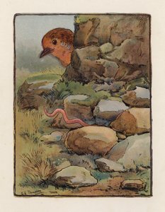 Červ (barevná litografie)