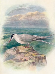 Rybák arktický - Sterna macrura, c1910, 1910 od George James Rankin