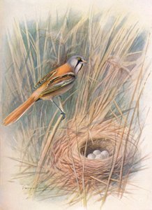 Sýkora vousatá nebo rákosník - Panurus biarmicus, c1910, 1910