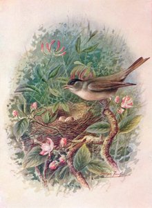 Blackcap - Sylvia atricapilla, c1910, 1910 od George James Rankin
