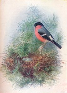 Hýl obecný - Pyrrhua europaea, c1910, 1910 od George James Rankin