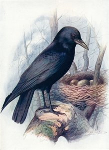 Carrion-Crow - Corvus corone, c1910, 1910 od George James Rankin