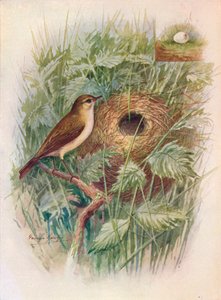 Chiff-Chaff - Phylloscopus rufus, c1910, 1910 od George James Rankin