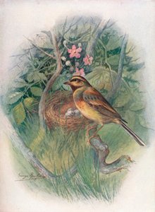 Cirl-Bunting - Emberiza cirlus, c1910, 1910 od George James Rankin