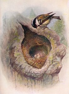 Coal-Tit - Objevil se ater, c1910, 1910