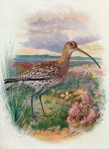 Curlew - Numenius arquata, c1910, 1910 od George James Rankin