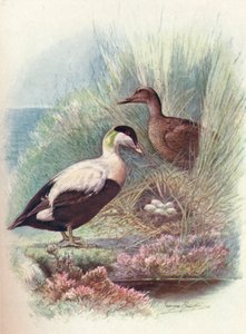 Kajka kajka - Somateria mollissima, c1910, 1910 od George James Rankin