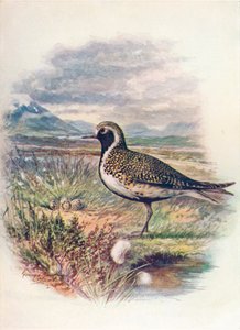 Kulík zlatý - Charadrius pluvialis, c1910, 1910 od George James Rankin