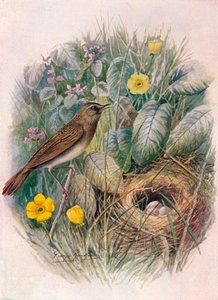 Grasshopper-Warbler - Locustella naevia, c1910, 1910 od George James Rankin