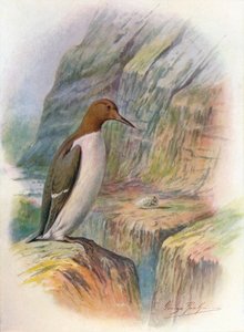 Guillemot - Uria troile, c1910, 1910 od George James Rankin