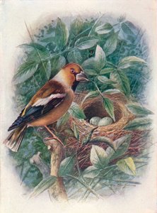Dluh obecný - Coccothraustes vulgaris, c1910, 1910 od George James Rankin