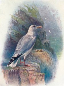Racek stříbřitý - Larus argentatus, c1910, 1910 od George James Rankin