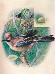 Jay- Garrulus glandarius, c1910, 1910 od George James Rankin