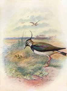 Čejka obecná nebo čejka obecná - Vnellus vulgaris, c1910, 1910 od George James Rankin