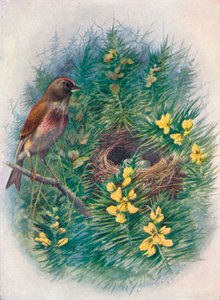 Linnet - Linota cannabina, c1910, 1910 od George James Rankin