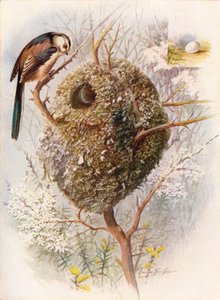 Sýkora dlouhoocasá - Acredula caudata, c1910, 1910