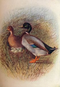 Kachna divoká nebo kachna divoká - Anas boscas, c1910, 1910