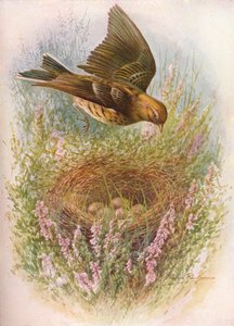 Pipit luční nebo sýkorka - Anthus pratensis, c1910, 1910 od George James Rankin