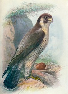 Sokol stěhovavý - Falco peregrinus, c1910, 1910