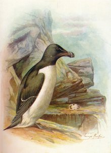 Razorbill - Alca torda, c1910, 1910 od George James Rankin