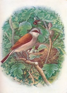 Ťuhýk rudohřbetý - Lanius collurio, c1910, 1910 od George James Rankin