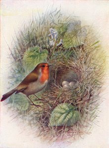 Redbreast nebo Robin - Erithacus rubecula, c1910, 1910 od George James Rankin