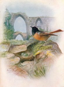 Redstart - Ruticilla phoenicurus, c1910, 1910 od George James Rankin