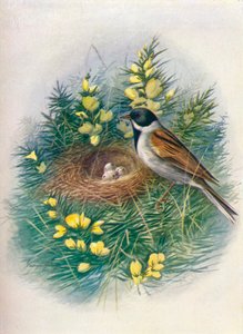 Strnad rákosový - Embriza schoeniclus, c1910, 1910