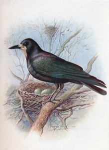 Věž - Corvus frugilegus, c1910, 1910