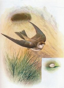 Sand-Martin - Cotile riparia, c1910, 1910 od George James Rankin