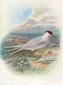 Rybák sendvičový - Sterna cantiaca, c1910, 1910
