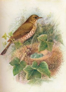 Drozd zpěvný nebo Mavis - Turdus musicus, c1910, 1910
