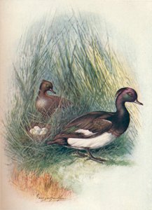 Kachna chocholatá - Fuligula cristata, c1910, 1910