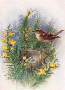 Whinchat - Pratincola rubetra, c1910, 1910 od George James Rankin