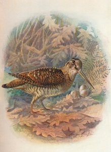 Skokan lesní - Scolopax rusticula, c1910, 1910