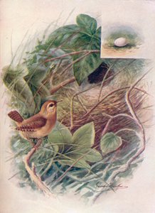 Wren - Troglodytes parvulus, c1910, 1910 od George James Rankin