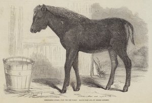 Pozoruhodný hybrid z New Forest od George Landseer