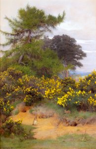 Na okraji Shere Heath