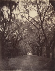 Hřbitov Bonaventure, čtyři míle od Savannah od George N. Barnard