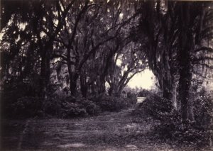Bonaventure, Savannah, Georgia od George N. Barnard