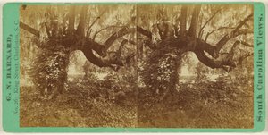 [Live Oaks, Magnolia Cemetery] od George N. Barnard