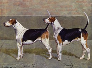 Kolonista a kardinál Puckeridge Foxhounds od George Paice
