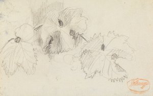 Studie listů 1 od George Romney