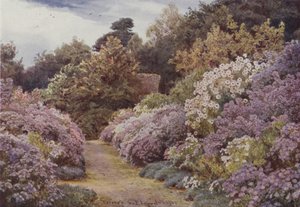 Michaelmas Daisies, Munstead Wood od George Samuel Elgood