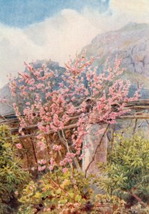 "Peach-trees ablow" (barevná litografie) od George Samuel Elgood
