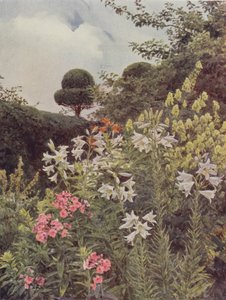 Bílé lilie a žluté mnišství od George Samuel Elgood