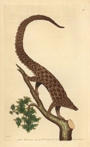 Manis čtyřprstý, Pangolin dlouhoocasý nebo Pangolin černobřichý, z „The Naturalist
