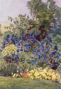 Odrůda Anchusa Italica Dropmore, Dropmore Alkanet, s Clematis recta a Violas (barva lito)